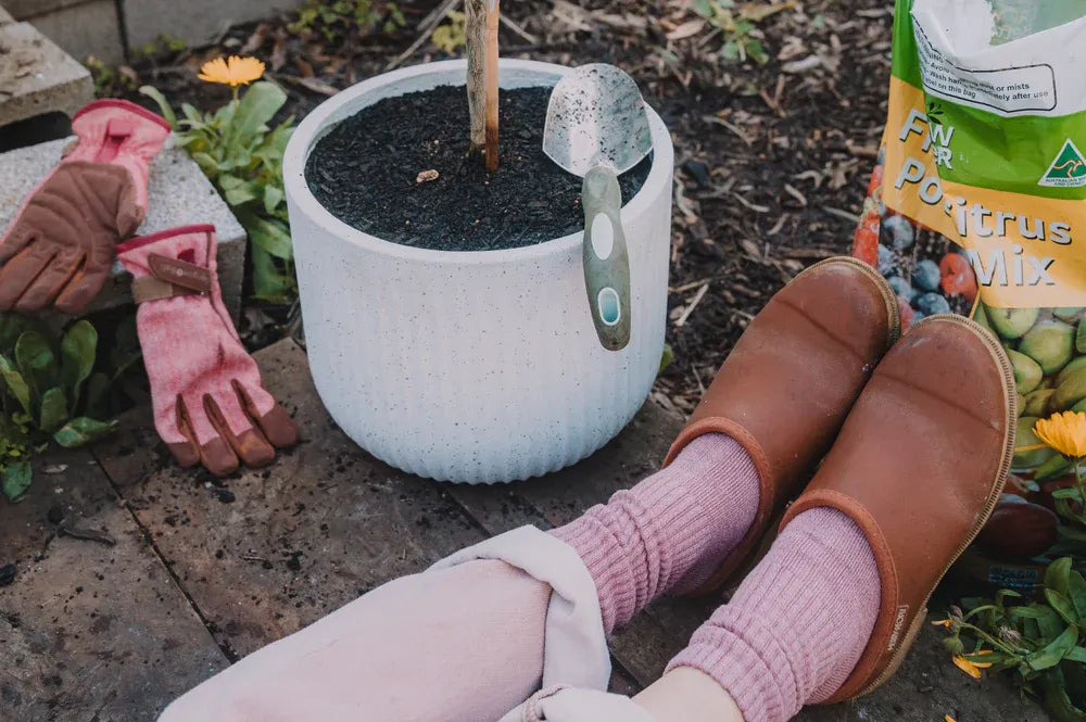 No Backyard? No Worries! How to Grow Citrus in Small Spaces with Connie Cao