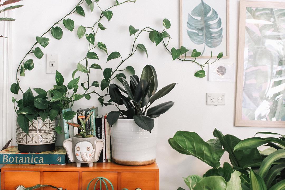 How to Love Your Indoor Houseplants - Merry People