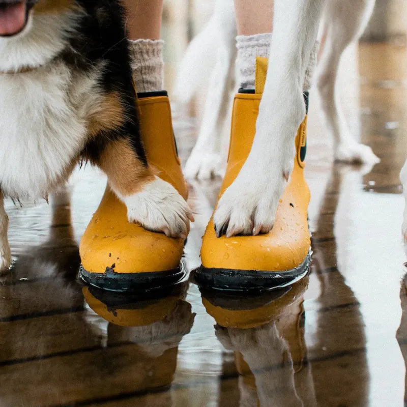 Dogs and yellow gumboots
